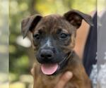 Small Boxer Mix