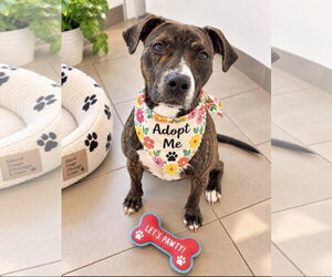 Boxer-Unknown Mix Dogs for adoption in Euless, TX, USA