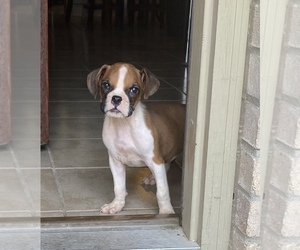 Boxer Puppy for sale in LEON VALLEY, TX, USA