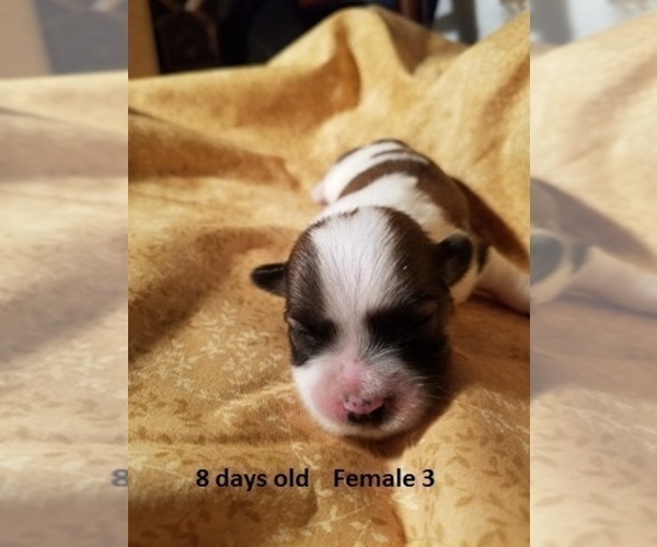 Medium Photo #7 Havanese Puppy For Sale in DREXEL, MO, USA