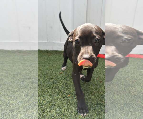 Medium Photo #2 Boxer-Unknown Mix Puppy For Sale in Pompano Beach , FL, USA