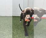 Small #1 Boxer Mix