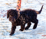 Small Photo #33 Spanish Water Dog Puppy For Sale in SIMLA, CO, USA