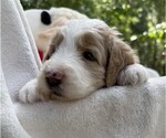 Small Photo #43 Goldendoodle Puppy For Sale in PIERSON, FL, USA