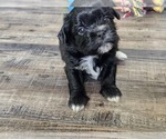 Puppy Tucker Zuchon