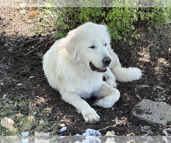 Medium Photo #4 Great Pyrenees Puppy For Sale in Spring, TX, USA