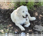 Small #3 Great Pyrenees