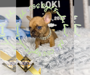 French Bulldog Puppy for sale in ATHENS, GA, USA