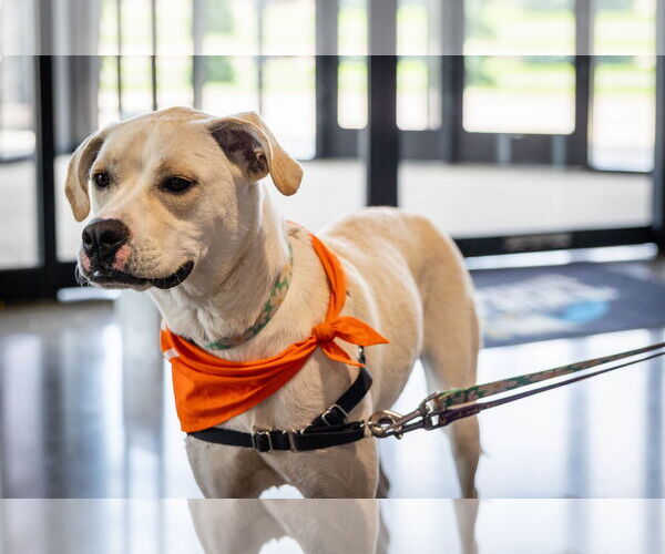 Medium Photo #18 Boxador Puppy For Sale in Princeton, MN, USA