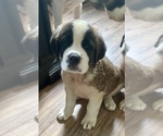 Puppy Nadira Saint Bernard