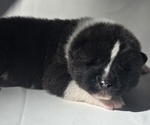 Puppy RANGER Akita