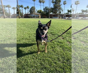 Chihuahua-Unknown Mix Dogs for adoption in Chandler, AZ, USA
