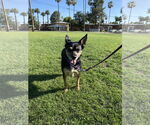 Small Chihuahua Mix