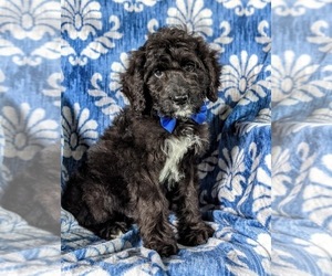 Bernedoodle Puppy for sale in COCHRANVILLE, PA, USA