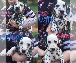 Dalmatian Puppy for sale in GREENVILLE, SC, USA