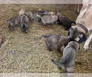 Kangal Dog Puppy for sale in THURMONT, MD, USA