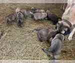 Image preview for Ad Listing. Nickname: Kangal puppies