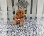 Small #1 Poodle (Toy)