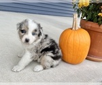 Small #9 Australian Shepherd