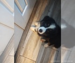 Puppy Yellow Australian Shepherd