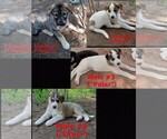 Small #1 German Shepherd Dog-Siberian Husky Mix