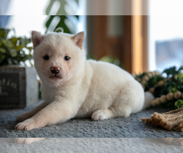 Medium Photo #2 Shiba Inu Puppy For Sale in SHILOH, OH, USA