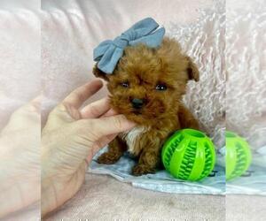 Poodle (Toy) Puppy for sale in MIAMI, FL, USA