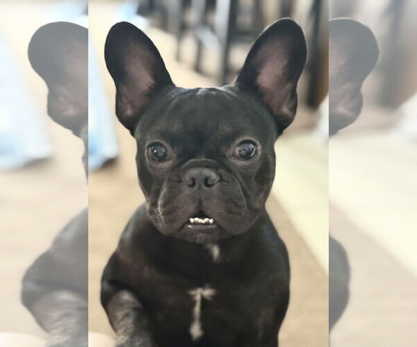 Medium Photo #4 French Bulldog Puppy For Sale in Valrico, FL, USA