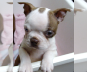 Boston Terrier Puppy for sale in BEND, OR, USA