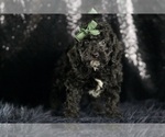 Small #6 Goldendoodle (Miniature)