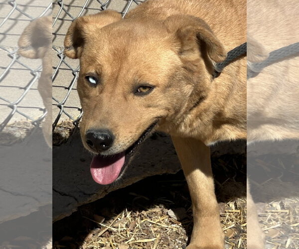 Medium Photo #4 Siberian Husky-Unknown Mix Puppy For Sale in Las Vegas, NM, USA