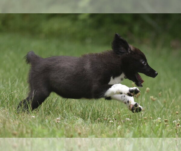 Medium Photo #5 Pyrenees Border Collie Puppy For Sale in Mechanicsburg, PA, USA