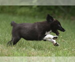 Small #4 Pyrenees Border Collie
