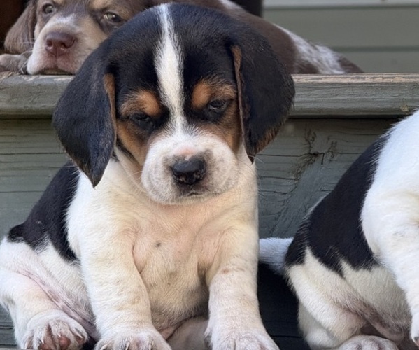 Medium Photo #4 Beagle Puppy For Sale in LEE, FL, USA
