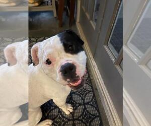 American Bulldog Dogs for adoption in Atlanta, GA, USA