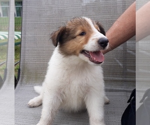 Collie Puppy for sale in PALM BAY, FL, USA