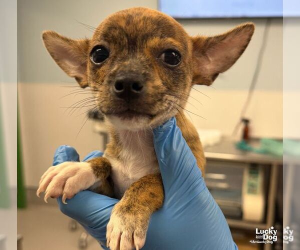 Medium Photo #1 Chihuahua-Unknown Mix Puppy For Sale in Washington, DC, USA