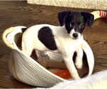 Small Chihuahua Mix