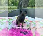 Small #8 Belgian Malinois