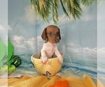 Small #18 Dachshund