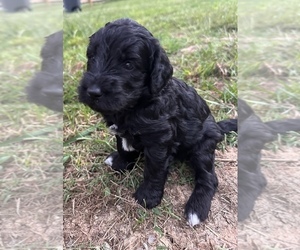 Labradoodle-Poodle (Standard) Mix Puppy for Sale in SHELBYVILLE, Tennessee USA