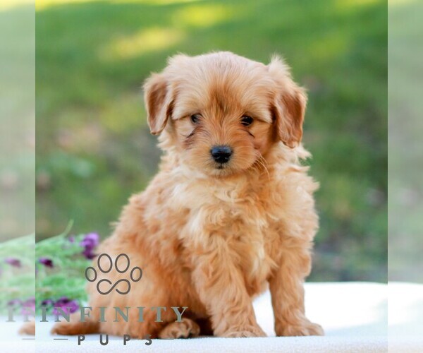Medium Photo #4 Goldendoodle (Miniature) Puppy For Sale in LITITZ, PA, USA