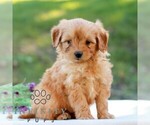 Ethan - Male Goldendoodle (Miniature) Puppy for Sale - Photo #4