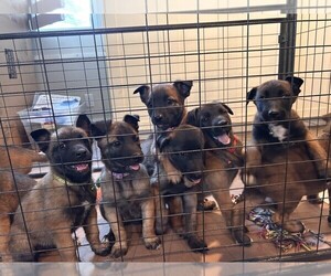 Belgian Malinois Puppy for sale in MAGNA, UT, USA