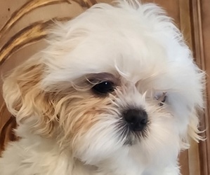 Shih Tzu Puppy for sale in WESLEY CHAPEL, FL, USA