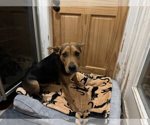 Peace - Female Mutt Dog for Adoption - Photo #4