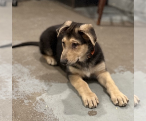 Medium Photo #2 German Shepherd Dog Puppy For Sale in BRIGHTON, CO, USA
