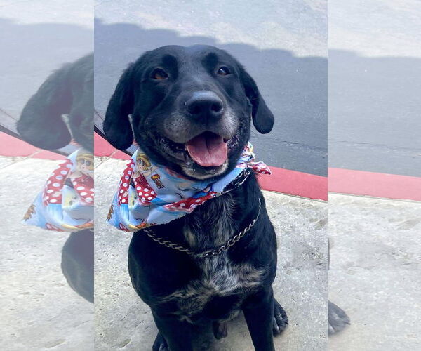Medium Photo #11 Great Dane-Labrador Retriever Mix Puppy For Sale in San Diego, CA, USA