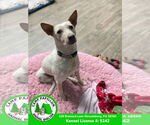 Small #4 Red Heeler Mix