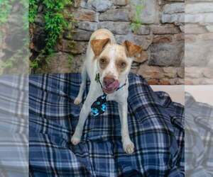 Raymond - Male Jack-A-Bee Dog for Adoption - Photo #6